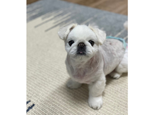 ☆モデル犬卒業後、里親さん宅での様子☆
